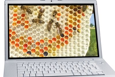 Online Imkerkurs 1 Theorie und Grundlagen der wesensgemäßen Bienenhaltung