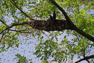 Bienenschwarm in Robinie