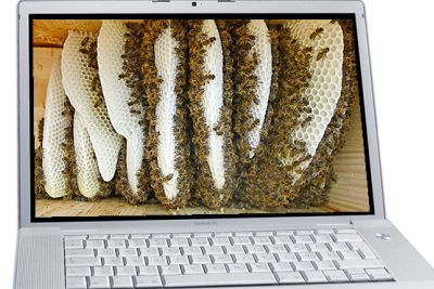Online Imkerkurs 2 Praxis für Einsteiger in der wesensgemäßen Bienenhaltung