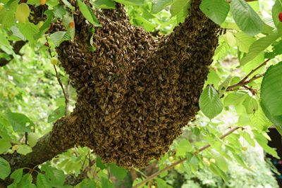 Bienenschwarm im Kirschbaum